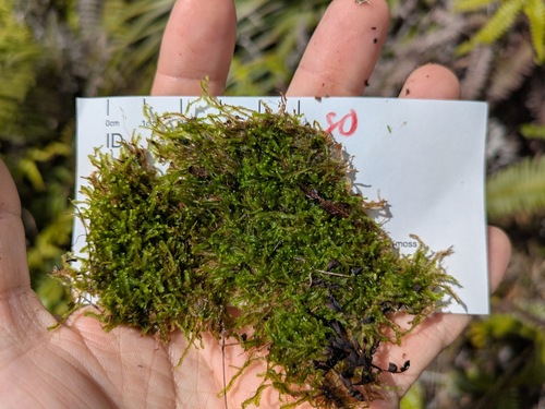 Notoscyphus lutescens observed 2026-03-03