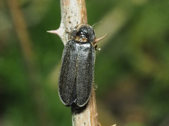 Lamprohiza splendidula