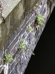 Adiantum capillus-veneris