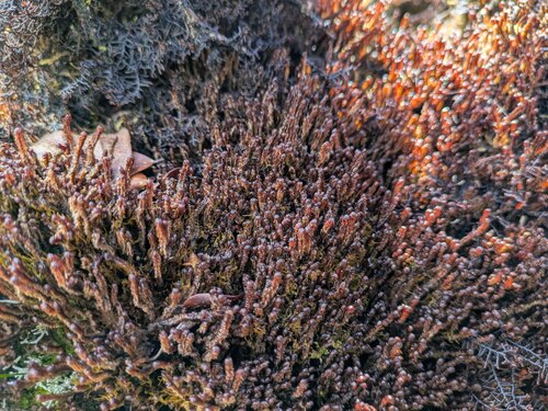 Anastrophyllum fissum observed 2026-03-03