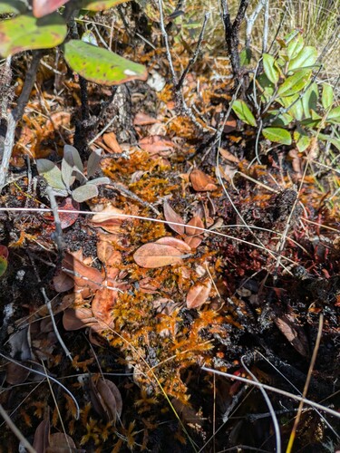Trachypodopsis auriculata observed 2026-03-03
