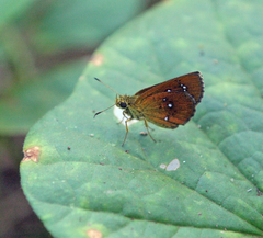 Iambrix salsala salsala