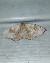 Eutrapela clemataria