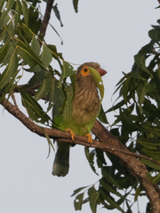 Psilopogon zeylanicus