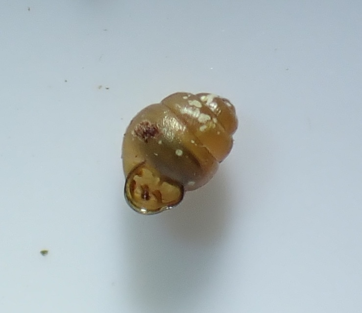 Vertigo malleata
