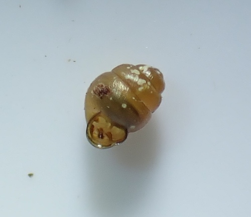 Vertigo malleata