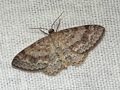 Hydrelia sylvata