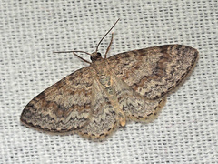 Hydrelia sylvata