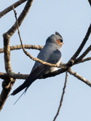 Hemiprocne coronata