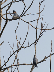 Hemiprocne coronata