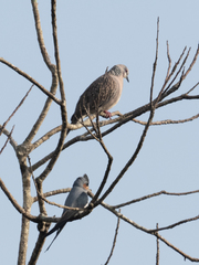 Hemiprocne coronata