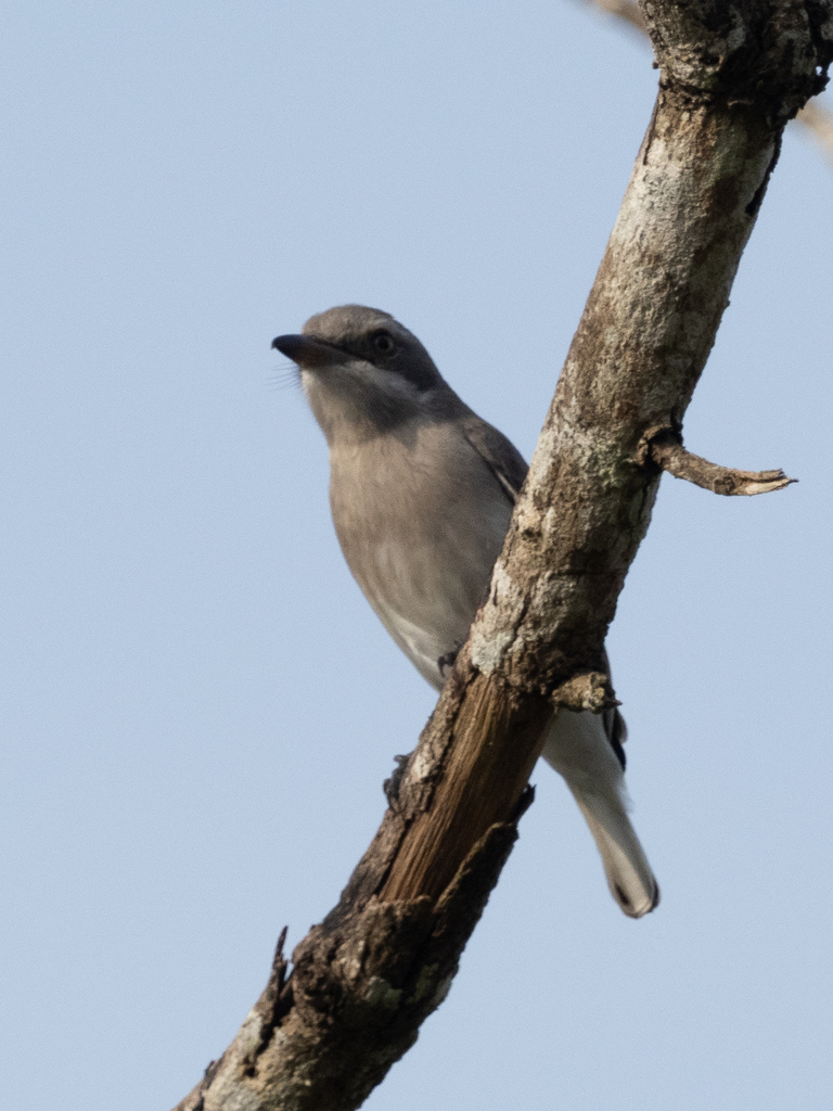 Sri Lanka Woodshrike (Tephrodornis affinis) photo