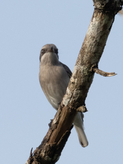 Sri Lanka Woodshrike photo 5