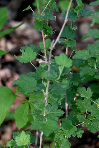 Canadian gooseberry (Ribes oxyacanthoides)