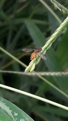 Toxomerus pulchellus