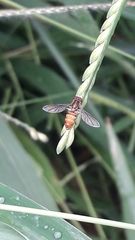 Toxomerus pulchellus