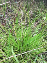 Isolepis setacea