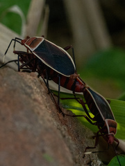 Probergrothius varicornis