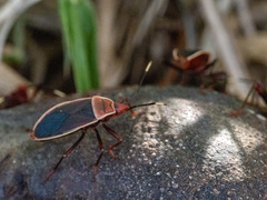 Probergrothius varicornis
