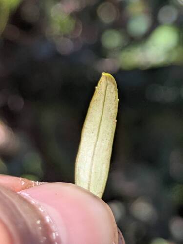 Myrsine petiolata observed 2026-03-03