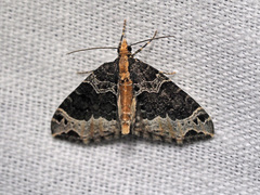 Ecliptopera capitata