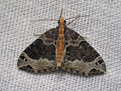 Ecliptopera capitata