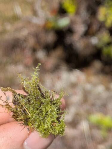 Irish Threadwort (Telaranea nematodes)