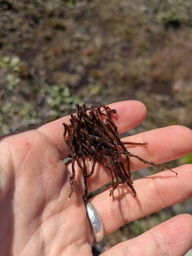 Anastrophyllum fissum observed 2026-03-03