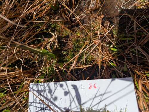 Bog Notchwort (Odontoschisma fluitans)