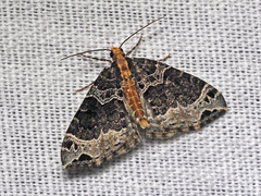 Ecliptopera capitata