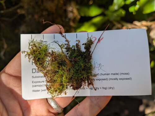 Lepidozia australis observed 2026-03-03