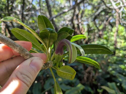 hāhā'aiakamanu (Clermontia fauriei)