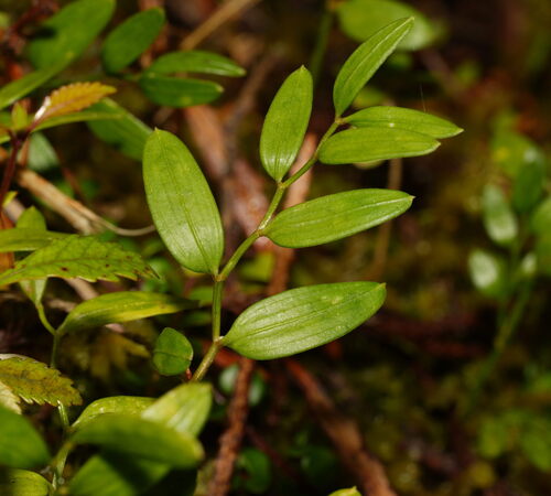 Luzuriaga parviflora observed 2026-02-11