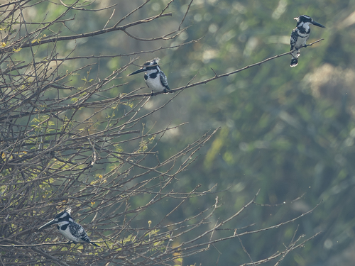 Pied Kingfisher