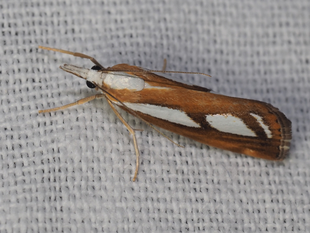 Catoptria myella