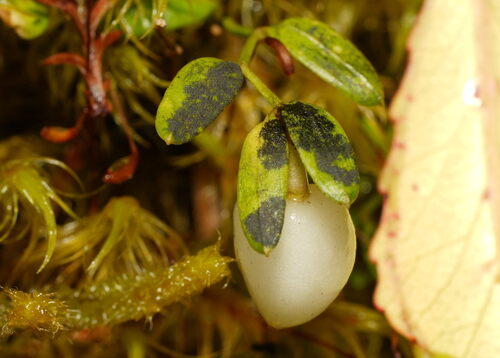 Luzuriaga parviflora observed 2026-02-11