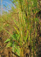 Coleosporium campanulae