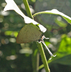 Cheritra freja evansi