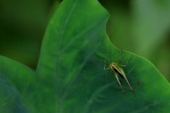 Orthoptera