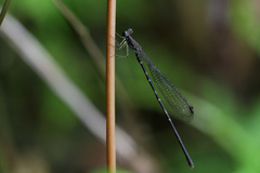 Melanesobasis flavilabris