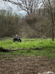 Equus asinus × caballus