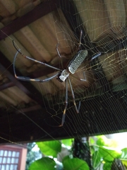 Trichonephila clavipes