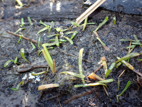 Eastern Lilaeopsis (Lilaeopsis chinensis)