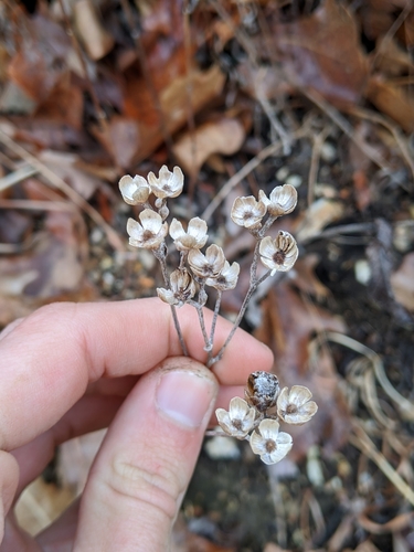 Image of Parthenium hispidum by (c) Nathan Aaron, some rights reserved (CC BY)