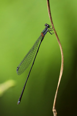 Nesobasis longistyla