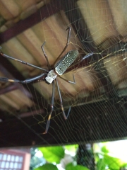Trichonephila clavipes