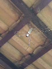 Trichonephila clavipes