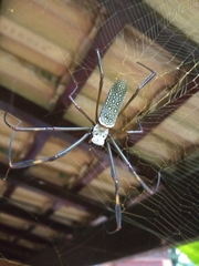 Trichonephila clavipes