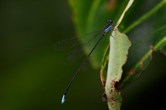 Nesobasis caerulecaudata