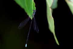 Nesobasis caerulecaudata
